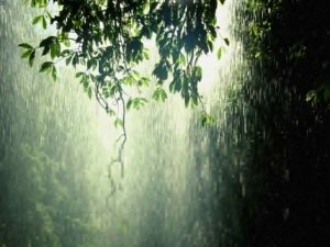 rain_forest_tropic