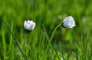 hoa-cc3bac-de1baa1i-2014-a-9