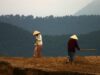 Bảo hộ nông nghiệp tại Việt Nam trong bối cảnh toàn cầu hóa