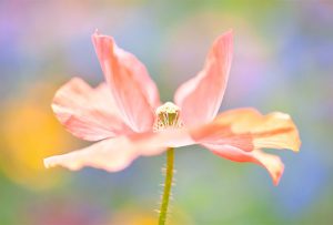 god-images-flower-pink