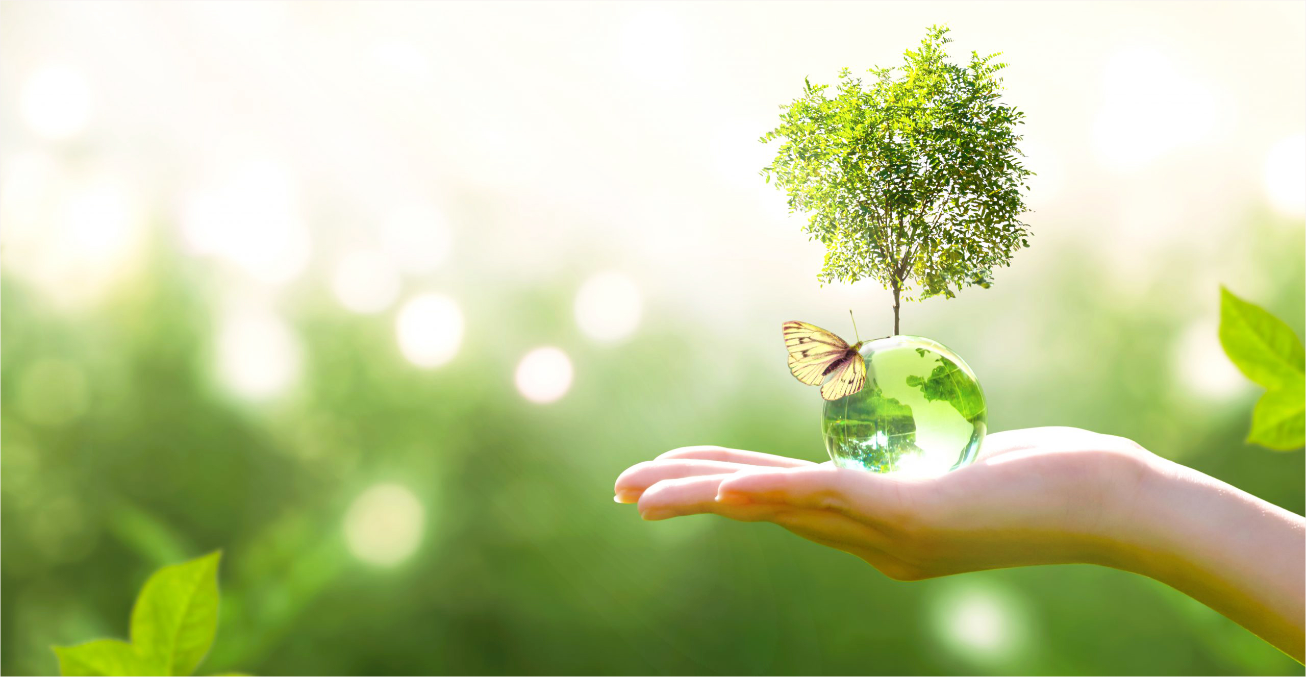 Từ ngạc nhiên đến chiêm ngắm theo tinh thần Laudato si' - Dòng Tên Việt Nam-Dòng Chúa Giêsu